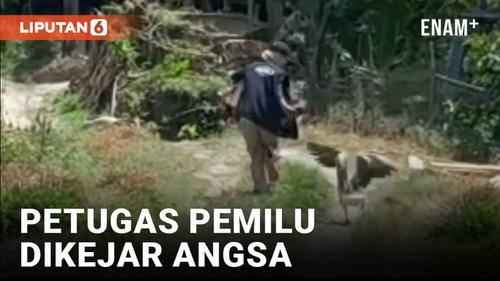 VIDEO: Petugas Pemilu Dikejar Angsa Saat Bertugas di Pinrang