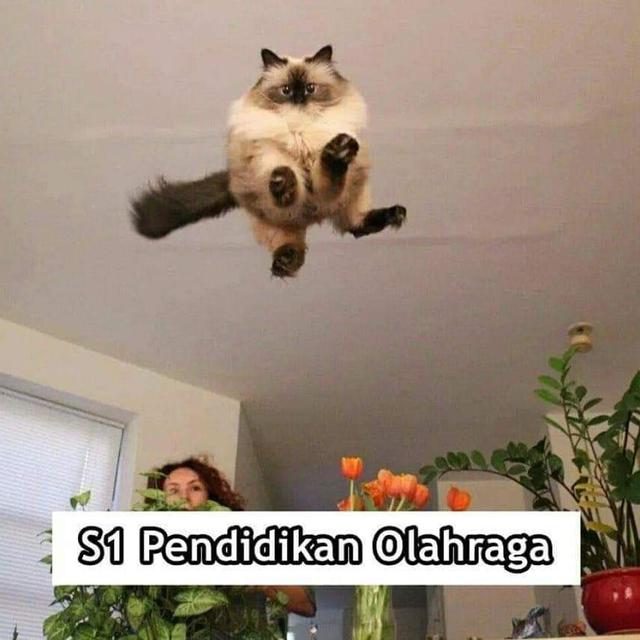 7 Meme Kelakuan Kucing Kalau Jadi Anak Kuliahan Bikin Ngakak