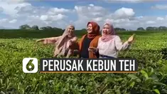Baru-baru ini beredar video tiga perempuan rusak kebun teh demi konten. Mereka nampak sengaja menjatuhkan diri ke hamparan kebun teh itu.