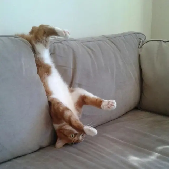 10 Tingkah Kucing Dengan Tubuh Lentur Bak Master Yoga