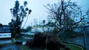 Sebuah pohon besar tumbang diterjang Badai Earl di Peten, Guatemala, (4/8). Guatemala dan Kota Belize menjadi yang terparah akibat hantaman badai Earl. (REUTERS/Luis Echeverria)