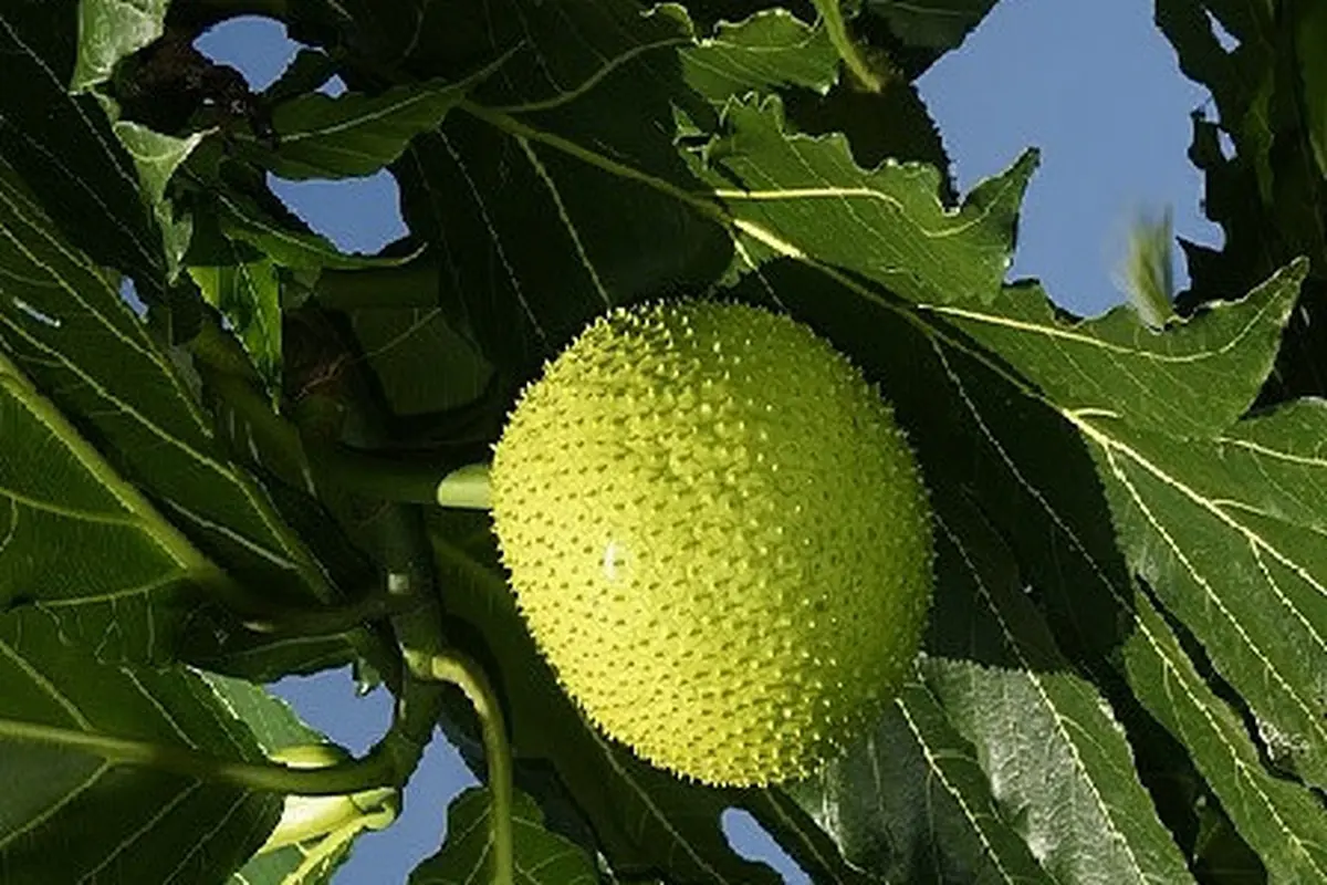 buah sukun