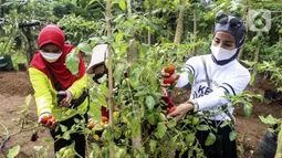 Warga memanen hasil pertanian di Susia Garden, Kalibata, Jakarta, Sabtu (12/2/2022). Di tempat ini warga bisa memanen langsung dan membeli hasil pertanian dari kebun tersebut. (Liputan6.com/Johan Tallo)