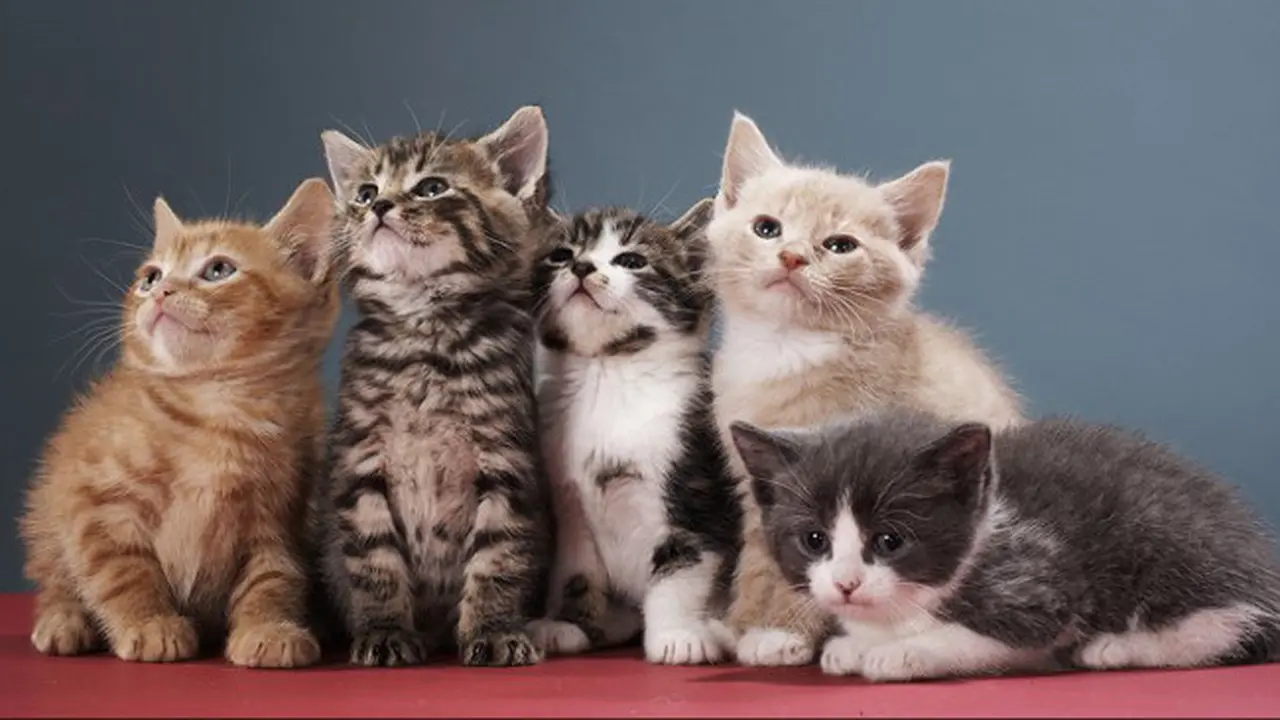 Apa Kucing Anda Galak? Lihat Warna Bulunya