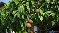 9 Pohon Buah yang Cantik untuk Dekorasi Teras Rumah, Ciptakan Suasana Asri dan Estetik