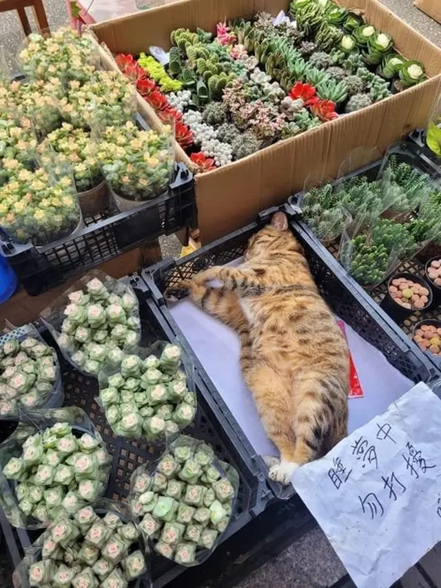 8 Potret Kucing saat Jaga Warung Ini Bikin Gemas, Dagangan Langsung Laris