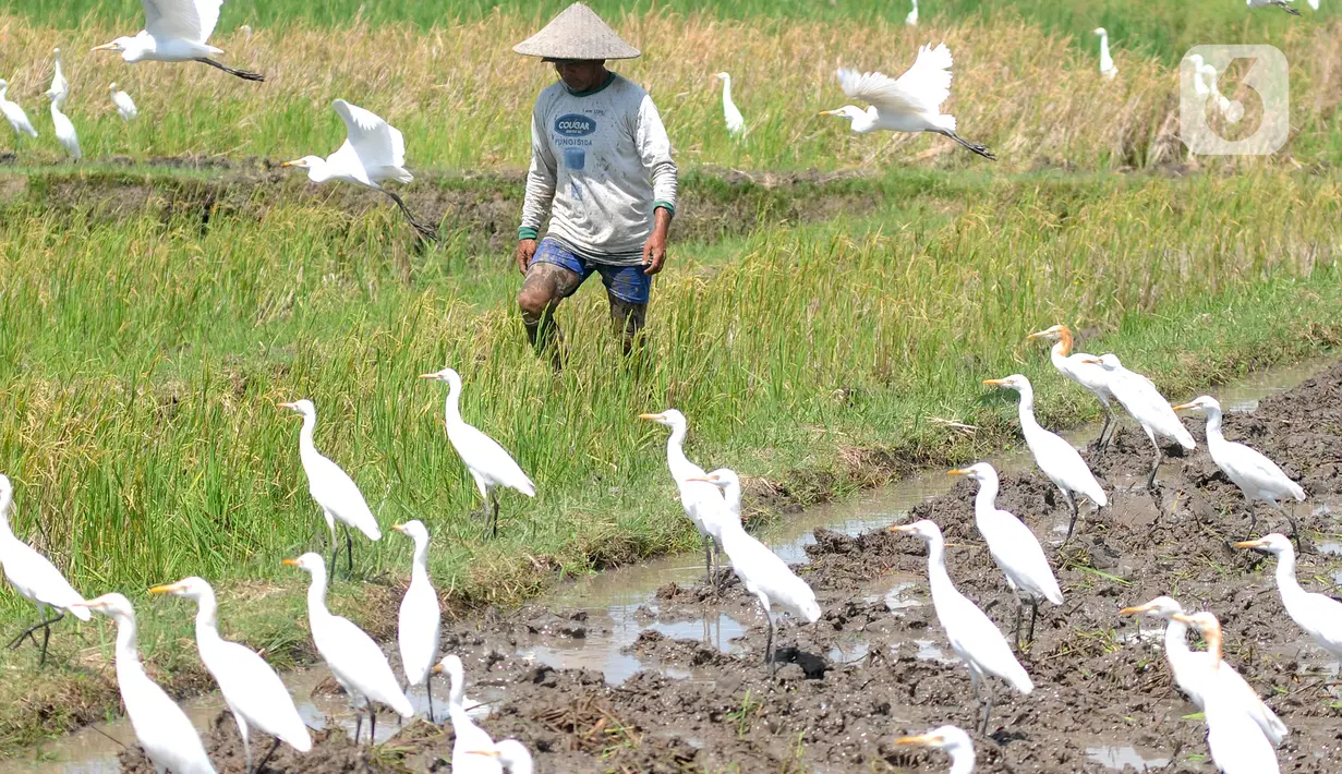 <p>Aktivitas petani saat membajak sawah dikelilingi burung kuntul yang mencari makan di desa Penarukan, Mengwi, Bali, Rabu (4/5/20222). Sawah tersebut akan ditanami padi jenis Cigeulis dengan masa umur panen sekitar 3 bulan. (merdeka.com/Arie Basuki)</p>