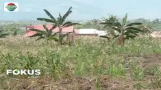Akibat gempa dan tsunami yang menerjang Kabupaten Sigi, Sulaawesi Tengah, muncul kebun jagung di Kampung Jono Oge.