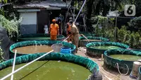 Cara Memulai Ternak Nila Sistem Bioflok untuk Pemula, Panen Cepat Untung Berlipat