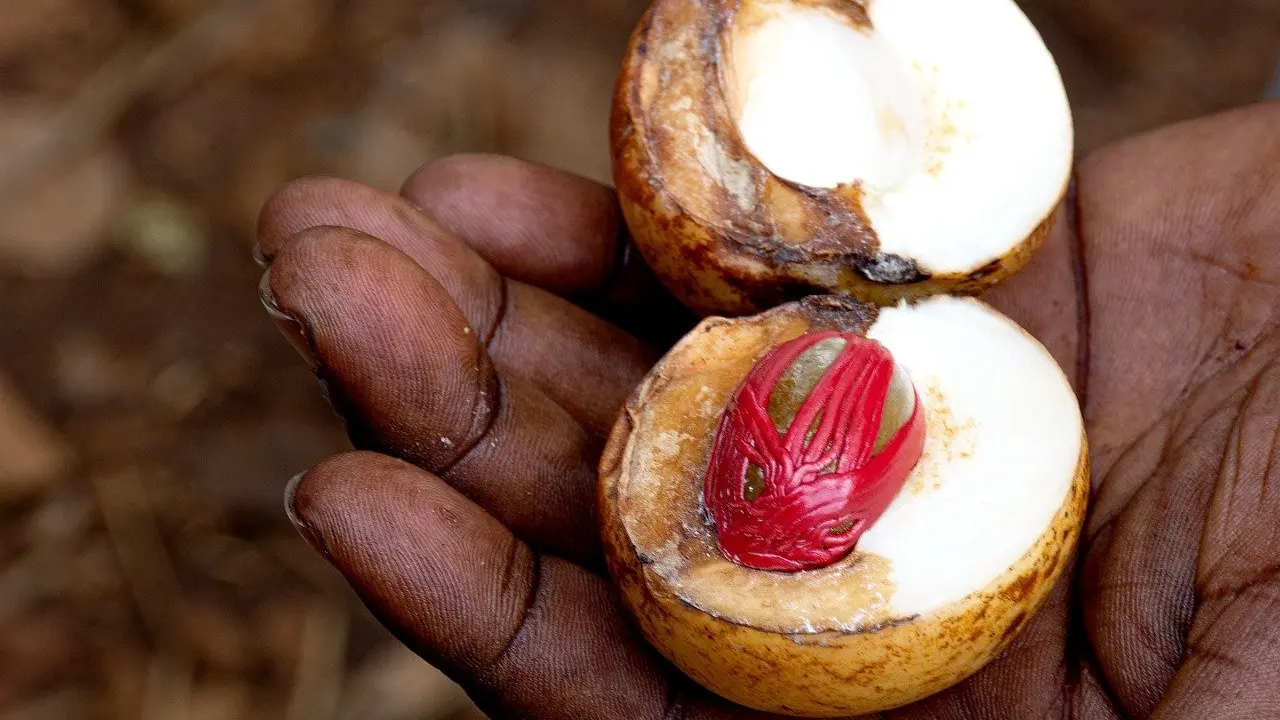 Buah pala