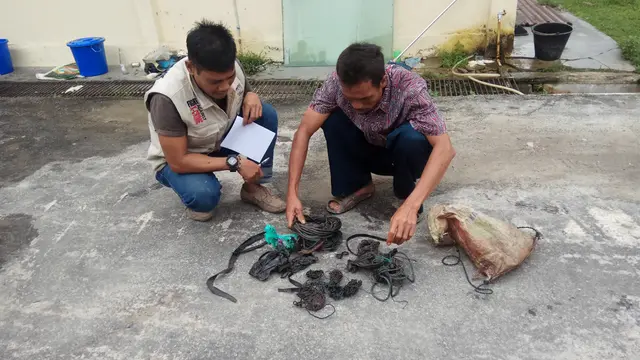 Beruang Madu