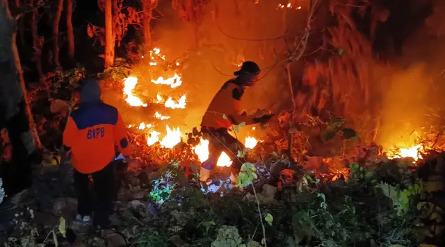 Kebakaran Hutan Jati di Situbondo, 4 Hektare Lahan Hangus