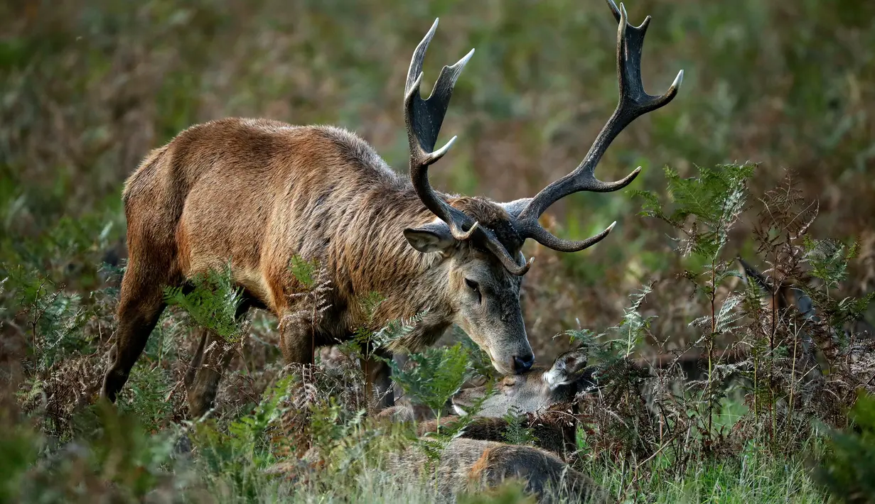 Seekor rusa merah menangkap rusa betina yang sedang duduk selama musim rutting (kawin) yang berlangsung pada musim gugur di Bushy Park, London, Rabu (14/10/2020). Musim gugur merupakan awal musim kawin bagi kawanan rusa merah.  (AP Photo/Matt Dunham)