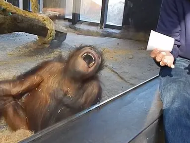 Seekor Orangutan yang menjadi koleksi kebun binatang di Amerika Serikat membuka mulutnya lebar-lebar layaknya orang tertawa sambil memegang kakinya setelah menyaksikan sebuah trik sulap sederhana yang dilakukan salah seorang pengunjung. (dailymail.co.uk)