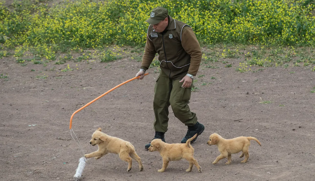 Anak anjing Golden Retriever berusia 50 hari terlihat di sekolah pelatihan anjing polisi Chile di Santiago, 9 Oktober 2018. Dua ratus anjing dari ras yang berbeda mengikuti pelatihan di paru-paru kota Santiago. (Martin BERNETTI/AFP)