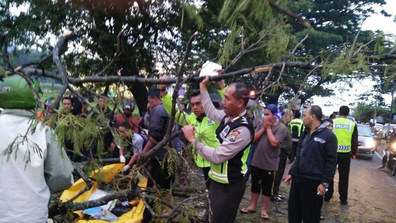 Pedagang Tempe Tewas Tertimpa Pohon Saat Berangkat ke Pasar
