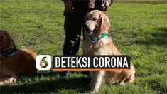 deteksi corona