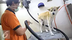 Petugas mengeringkan seekor anjing di salon dan klinik hewan JakPetz, Jakarta, Kamis (30/6). Jelang lebaran, jumlah pelanggan meningkat 90%, dengan tarif Rp.100 ribu untuk kucing dan Rp.120 ribu untuk anjing perhari. (Liputan6.com/Immanuel Antonius)