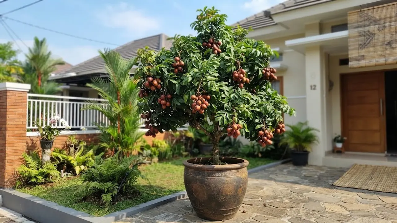 Cara Mengerdilkan Pohon Matoa agar Berbuah di Pot