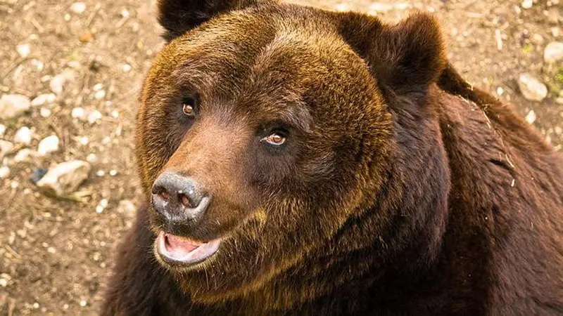 Ilustrasi beruang cokelat langka marsica (Ursus arctos marsicanus)