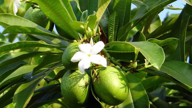 Ciri Khusus Pohon Mangga