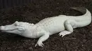 Buaya merupakan hewan yang telah ada sejak 200 juta tahun yang lalu. Buaya Albino dapat di temukan di South Carolina Aquarium, dimana di sana terdapat 1 spesies albino aligator, buaya ini suka berjemur layaknya buaya-buaya lain. (www.pinterest.com)