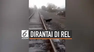 Melihat seekor anjing yang dirantai di rel, seorang masinis terpaksa memberhentikan kereta yang dikemudikannya. Warganet memuji tindakan masinis serta mengecam tindakan pelaku perantaian anjing.