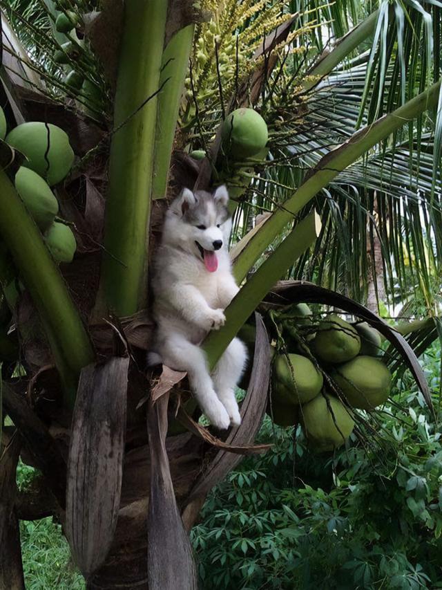 7 Ekspresi Kocak Hewan Saat Tersangkut Ini Bikin Kasihan