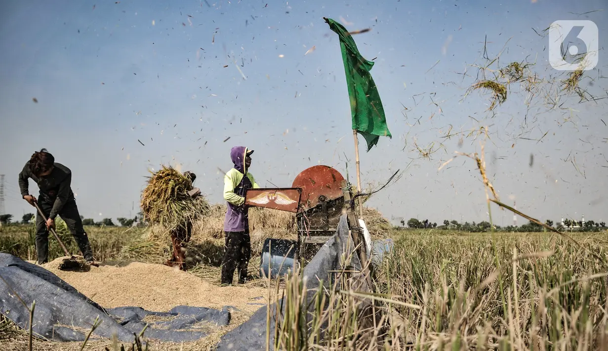 Petani saat menggiling padi di persawahan kawasan Rorotan, Jakarta, Kamis (30/7/2020). Terdapat sekitar 270 petani yang menggantungkan hidup di sawah Rorotan, mereka rata-rata ialah pendatang dari Indramayu. (merdeka.com/Iqbal S. Nugroho)