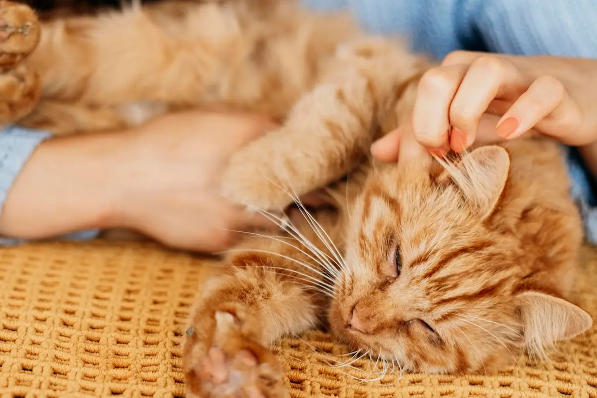 Kucing Hamil
