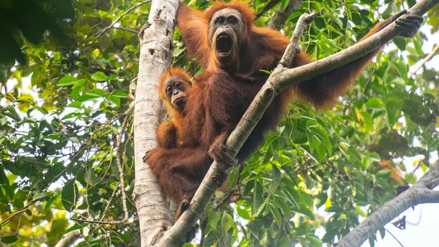 Bencana Sumatra Utara, Sekitar 10 Persen Populasi Orangutan Tapanuli Tewas