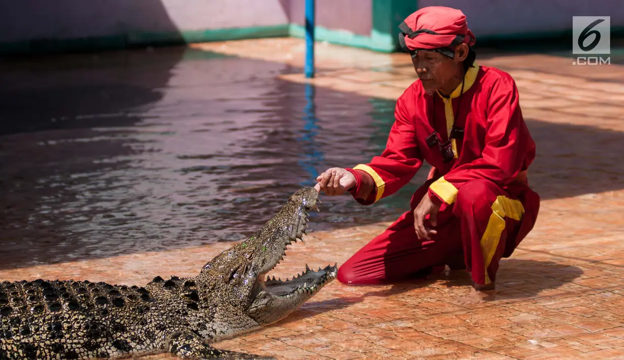 Seorang pawang membuka mulut buaya dengan tanganya selama melakukan atraksi di Taman Buaya Indonesia Jaya, kabupaten Bekasi, Rabu (28/6). Atraksi buaya ramai dikunjungi pada akhir pekan dengan harga tiket Rp 30 ribu per orang (Liputan6.com/Gempur M Surya)