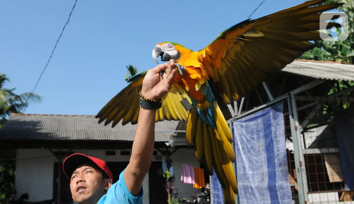 Pelatih Burung Paruh Bengkok Albi (30) melatih burung Blue and Gold Macaw (Ara Ararauna) di sekolah burung miliknya di Cipayung, Depok, Jawa Barat, Selasa (24/5/2022). Untuk biaya pelatihan burung sampai bisa terbang bebas dan kembali ke pemiliknya berkisar 500 ribu untuk jenis paruh bengkok ukuran small. (merdeka.com/Arie Basuki)
