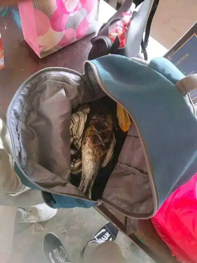 6 Potret Lucu Isi Tas Anak Sekolah, Ada Makanan Hingga Mainan