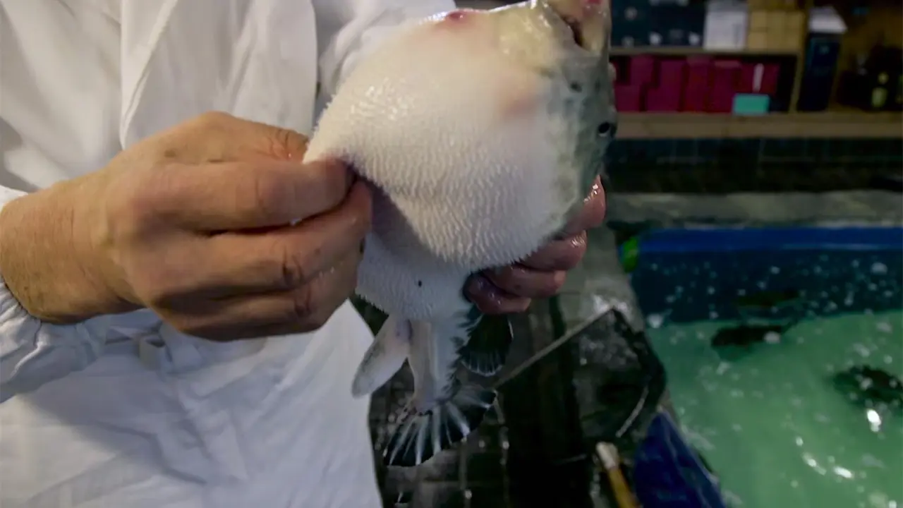Tewaskan Empat Orang Asal Malang, Ini 10 Fakta Ikan Buntal