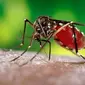 Belum musnah virus DBD dan Malaria, kini muncul virus Zika yang juga berasal dari nyamuk di Amerika Latin. 