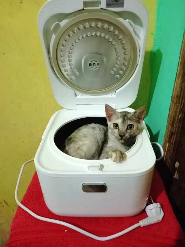 6 Kelakuan Pemilik Kucing ke Peliharaannya Ini Nyeleneh, Ada yang Dimasukkan Keresek