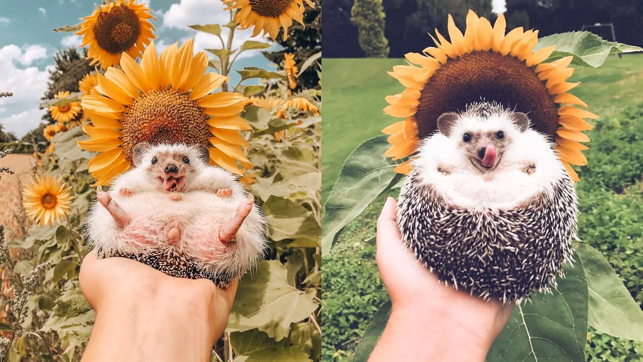 Mr.Pokee