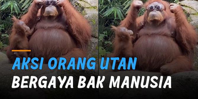 VIDEO: Lucu, Aksi Orang Utan Bergaya Bak Manusia Saat Temukan Kacamata