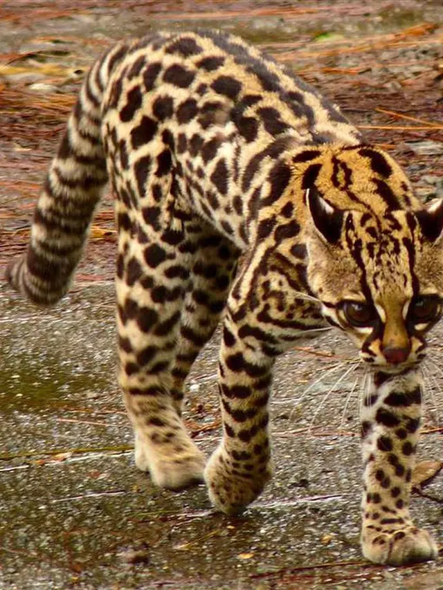 margay