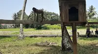 Melihat Sekolah Khusus Beruk di Kota Pariaman