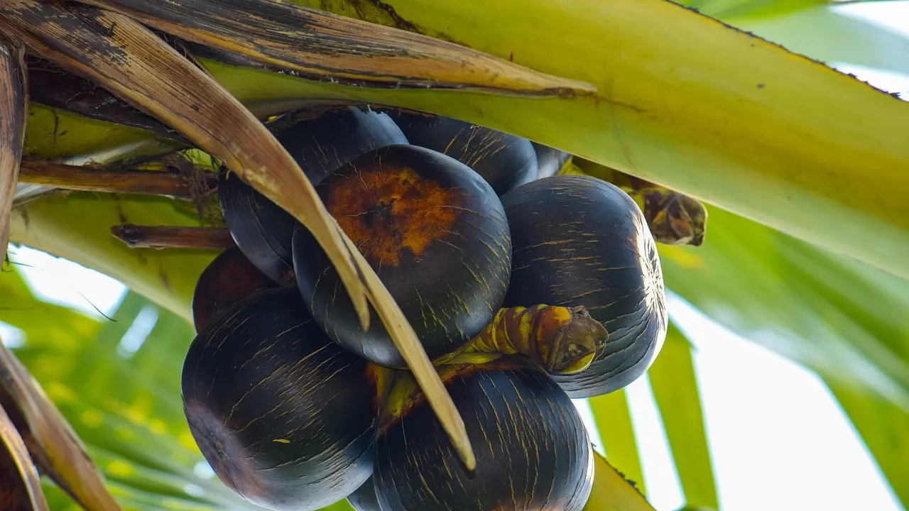 buah lontar