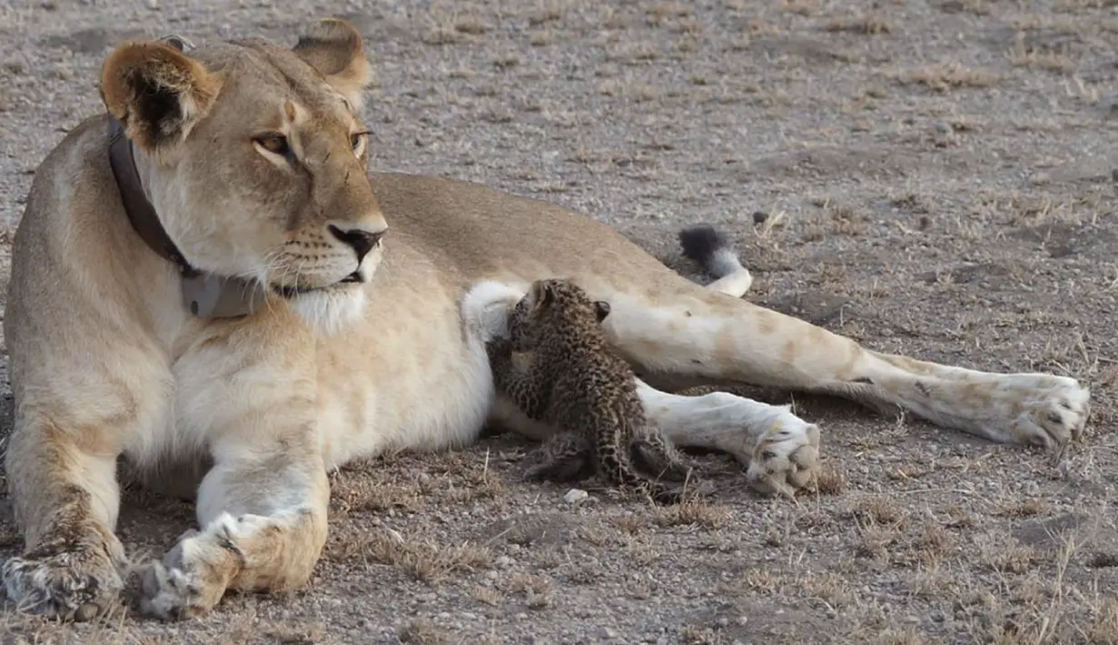 Seekor singa betina liar, Nosikitok, menyusui bayi macan tutul berusia satu minggu di Kawasan Konservasi Ngorongoro di Tanzania, 11 Juli 2017. Aksi singa berusia lima tahun itu merupakan peristiwa langka. (Joop van der Linde/Ndutu Safari Lodge via AP)