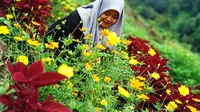Pagi Hari Bunga Mekar Warna-warni di Bukit Pelangi