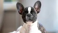 Top 10 Quiet Dog Breeds That Don't Bark A Lot