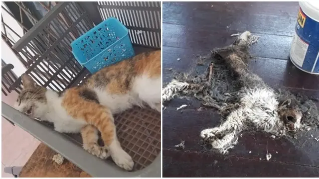 Rutin Dapat Donasi, Tempat Penampungan Kucing Ini Justru Memprihatinkan