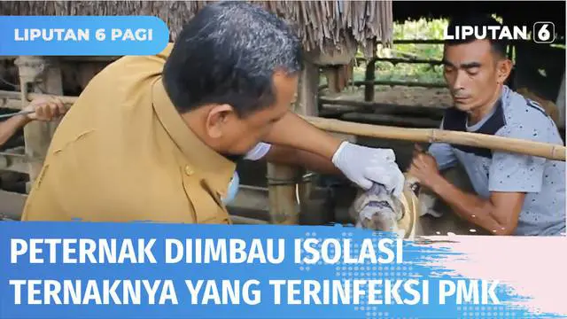 VIDEO: Balai Veteriner Medan Minta Peternak Isolasi Ternaknya yang Terinfeksi PMK