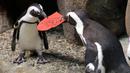 Dua penguin Afrika berebut kartu valentine berbentuk hati di California Academy of Sciences, San Francisco, Rabu (12/2/2020). Penguin secara alami membangun sarang menggunakan kartu ucapan dari bahan itu dan menarik lawan jenis untuk meningkatkan populasi mereka yang terancam punah. (AP/Jeff Chiu)