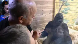 Pengunjung melihat Gorila bernama Tony di kebun binatang Kiev, Ukraina (8/8/2019). Di ulang tahunnya yang ke-45, Tony mendapatkan banyak hadiah dari pihak kebun binatang dan pengunjung. (AFP Photo/Genya Savilov)