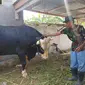 Saeman, peternak sapi yang merawat Kliwon, mengaku sedih sekaligus senang harus berpisah dengan sapi kurban Jokowi itu. (Liputan6.com/Fauzan)